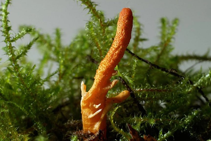 Cordyceps hongo Last of us