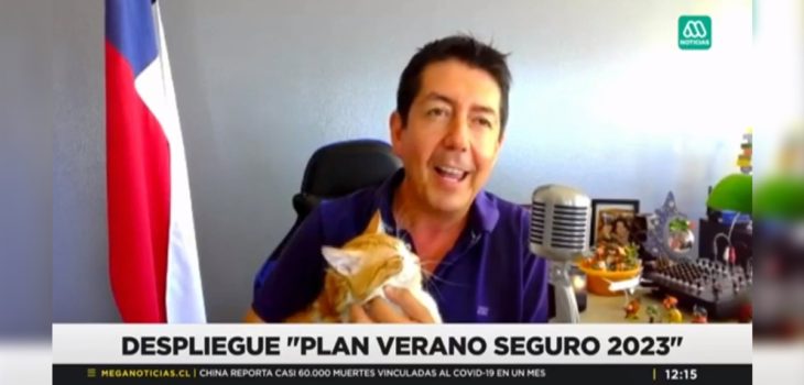 gato de alcalde Antofagasta