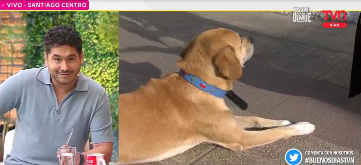 Gino Costa adoptó a Domeyko en vivo