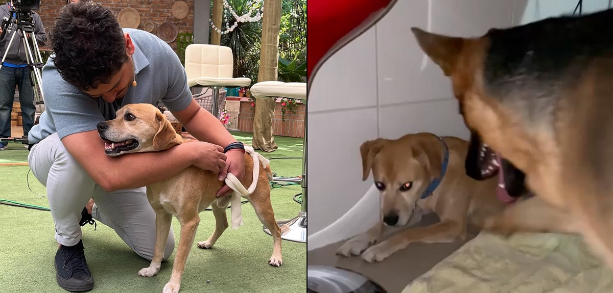 Gino Costa mostró emotivo encuentro de su perrita con can cuyo dueño murió en Cesfam: 