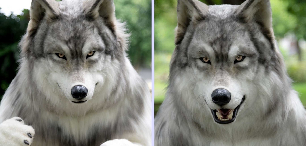 Hombre quiso convertirse en lobo para escapar de sus problemas humanos: gastó millones en un disfraz