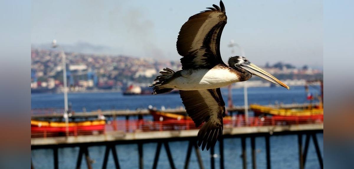 Confirman caso de influenza aviar en región de Ñuble: autoridades hicieron llamado a la población
