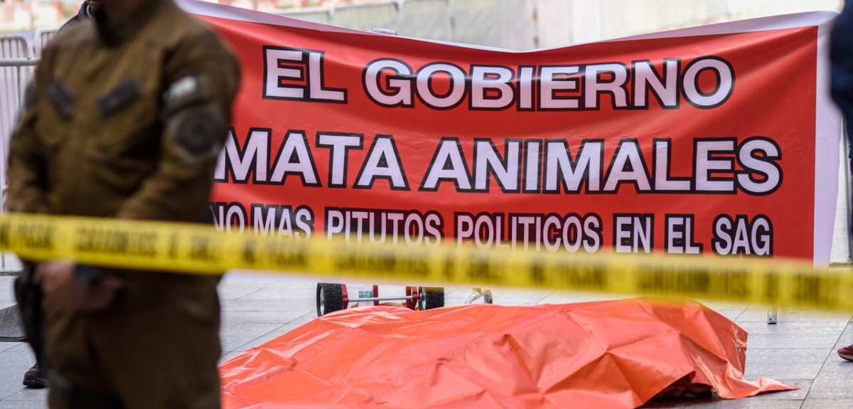 Protestan con un cadáver de león frente a La Moneda: zoológico acusa al SAG por muerte del animal