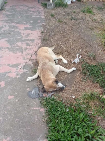 Macabro caso de maltrato animal: denuncian matanza masiva de perros en Coronel