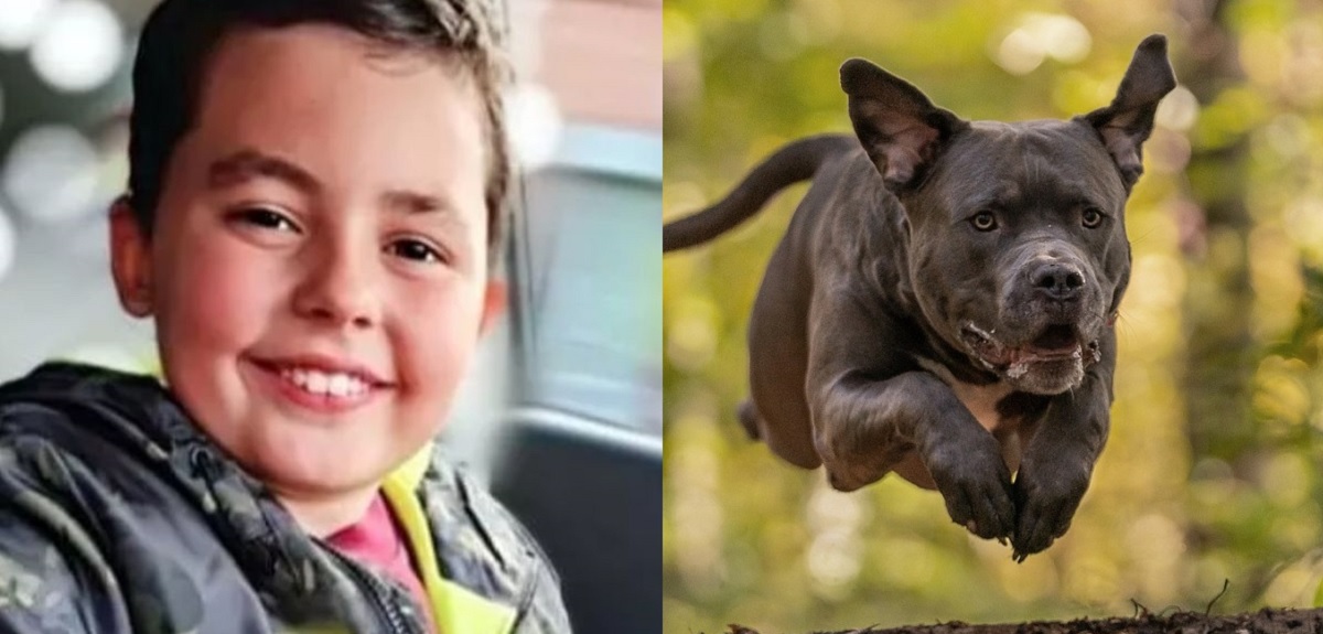 El desgarrador relato de madre cuyo hijo de 10 años fue mutilado por un perro: 