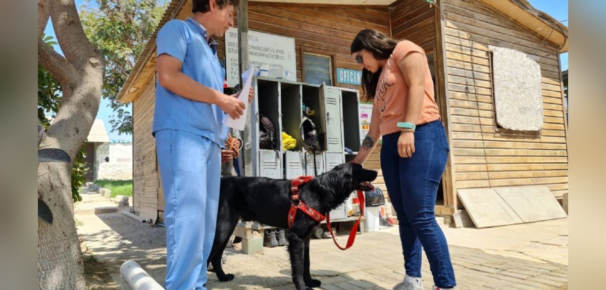 Historia de perrito que habría sido abusado en Coquimbo tuvo final feliz: encontró refugio temporal