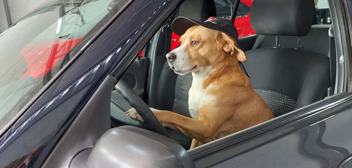 Perritos rescatados son 