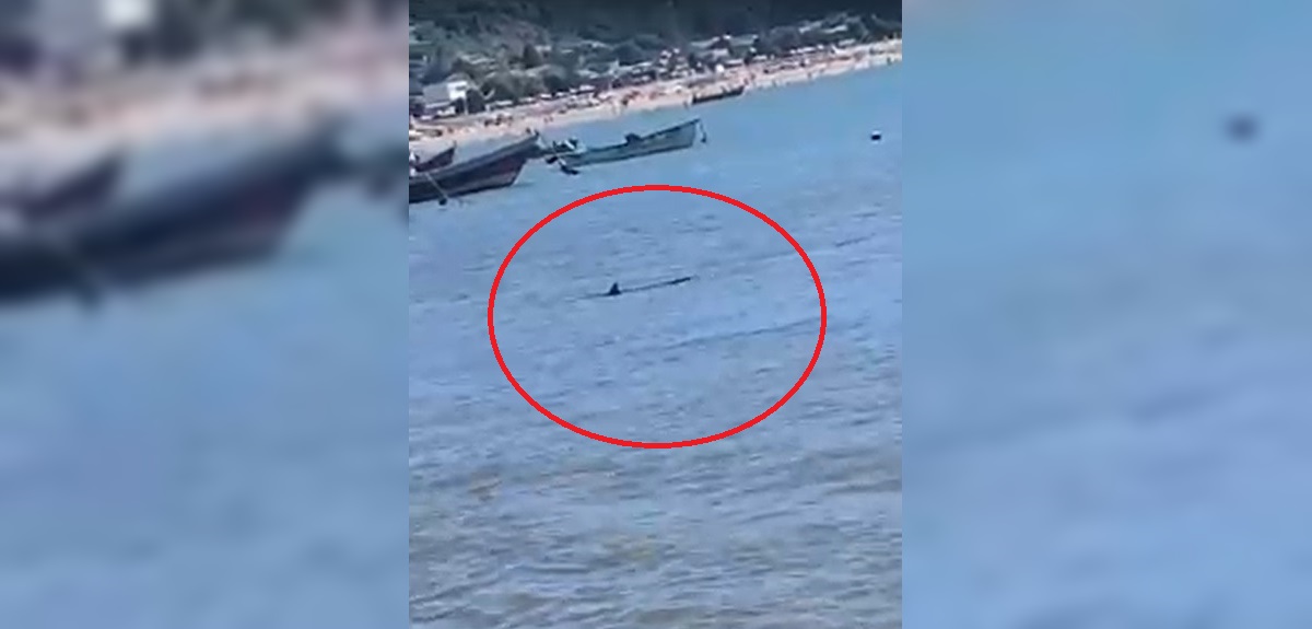 Captan presencia de tiburón en playa de Dichato: Sernapesca hizo llamado