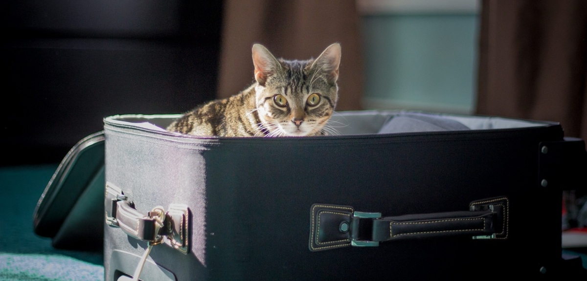 ¿Quieres viajar al extranjero con tu mascota? Revisa los requisitos que necesitas para hacerlo