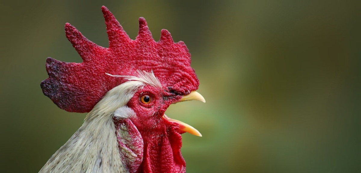 Hombre de 67 años muere en Irlanda tras ser atacado por su propio gallo