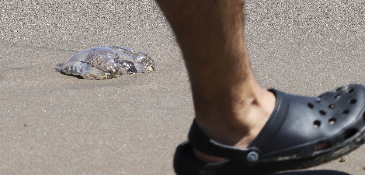 Fragata portuguesa: las playas de las regiones de Coquimbo y Valparaíso donde está prohibido el baño