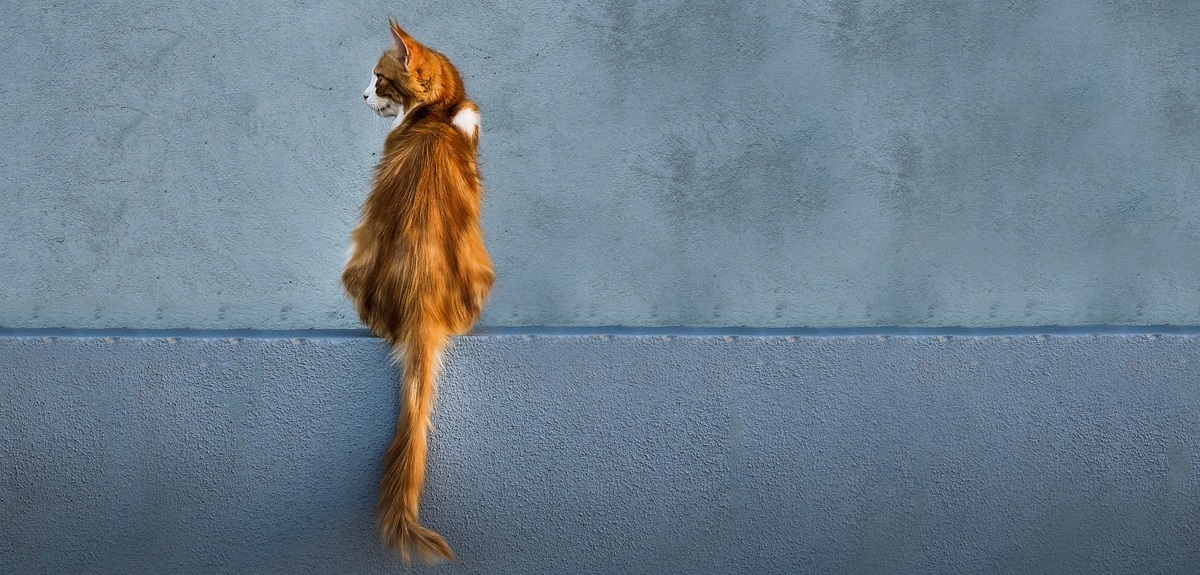 Encuentran 2 mil gatos muertos que serían utilizados para medicamentos humanos en Vietnam