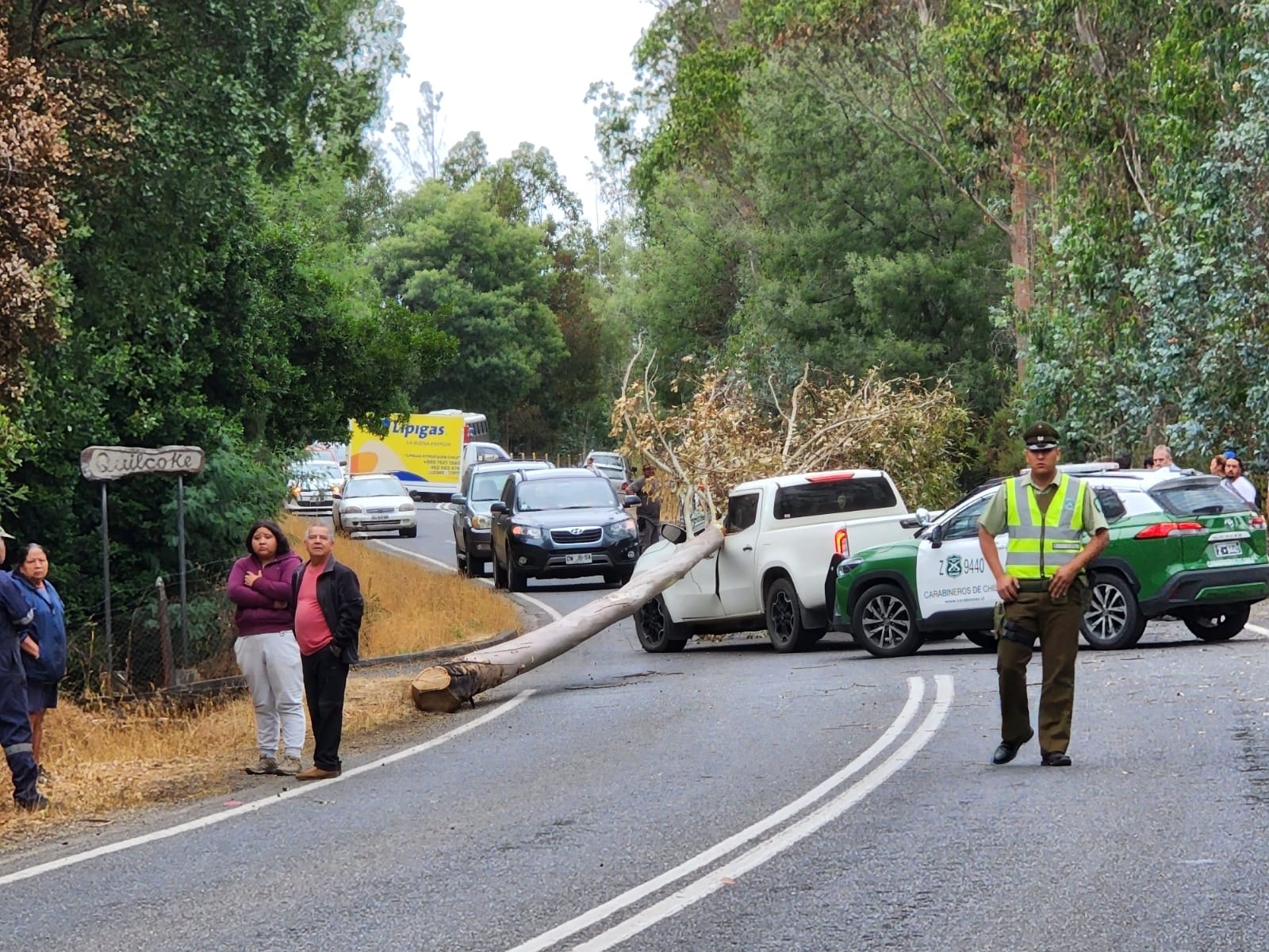 Exdirector regional de Conaf en La Araucanía murió tras caerle un árbol a su vehículo