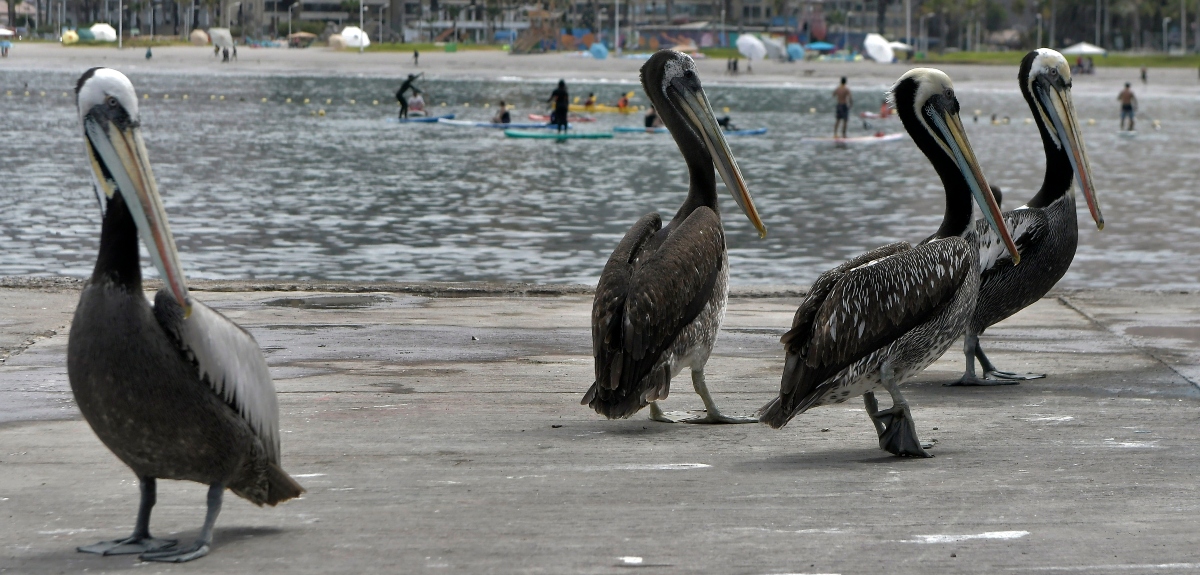 Gripe aviar se expande por Chile y llega a región del Biobío: SAG activó protocolos para enfrentarla