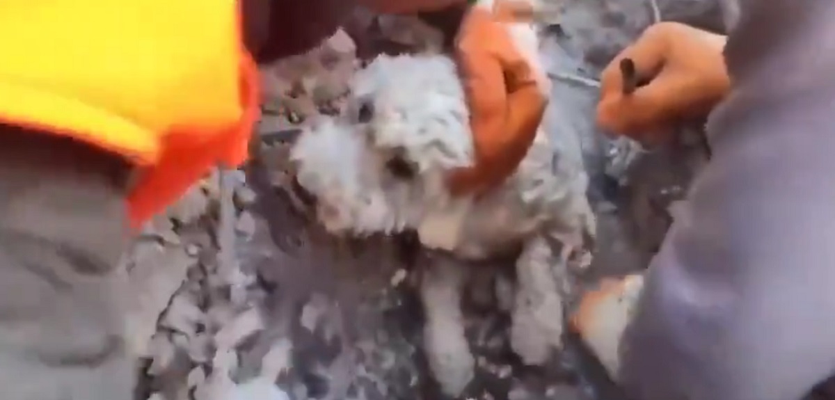 Impactante historia del perrito rescatado en Turquía: solo su cabeza se asomaba entre los escombros