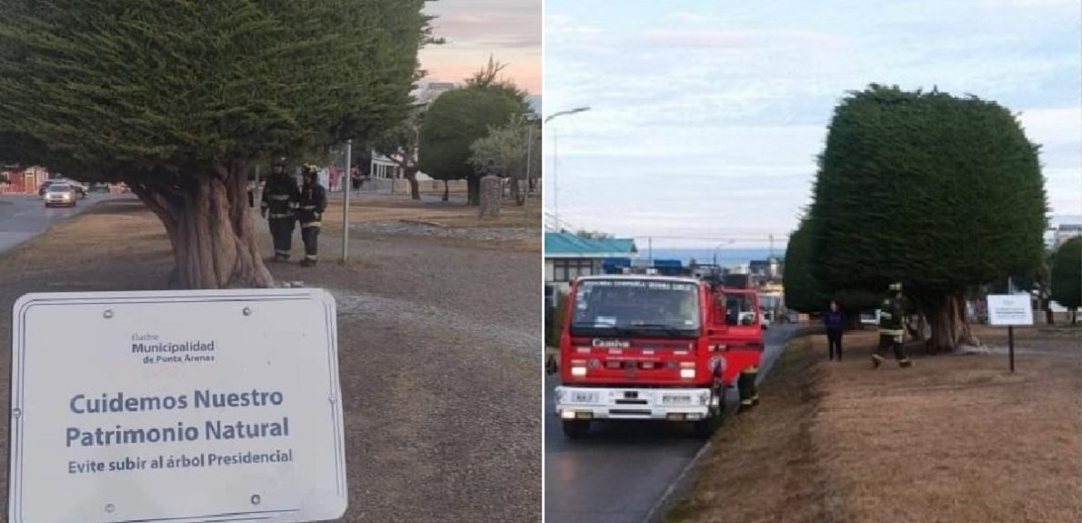intentan quemar árbol campaña Gabriel Boric