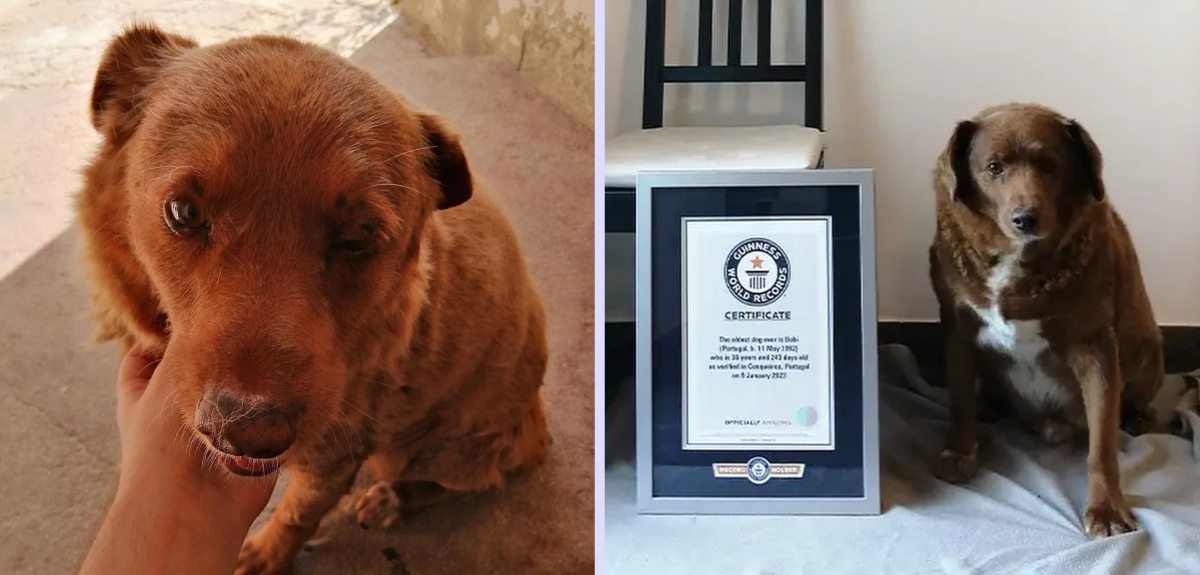 Con más de 30 años de edad: Bobi es galardonado con el Récord Guinnes del perro más viejo del mundo
