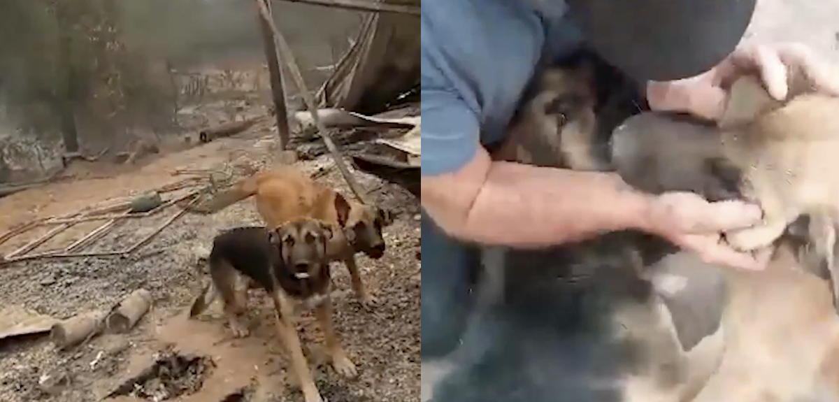 Familia de Santa Juana se reencontró con sus perritos tras incendio: se habrían refugiado en un río