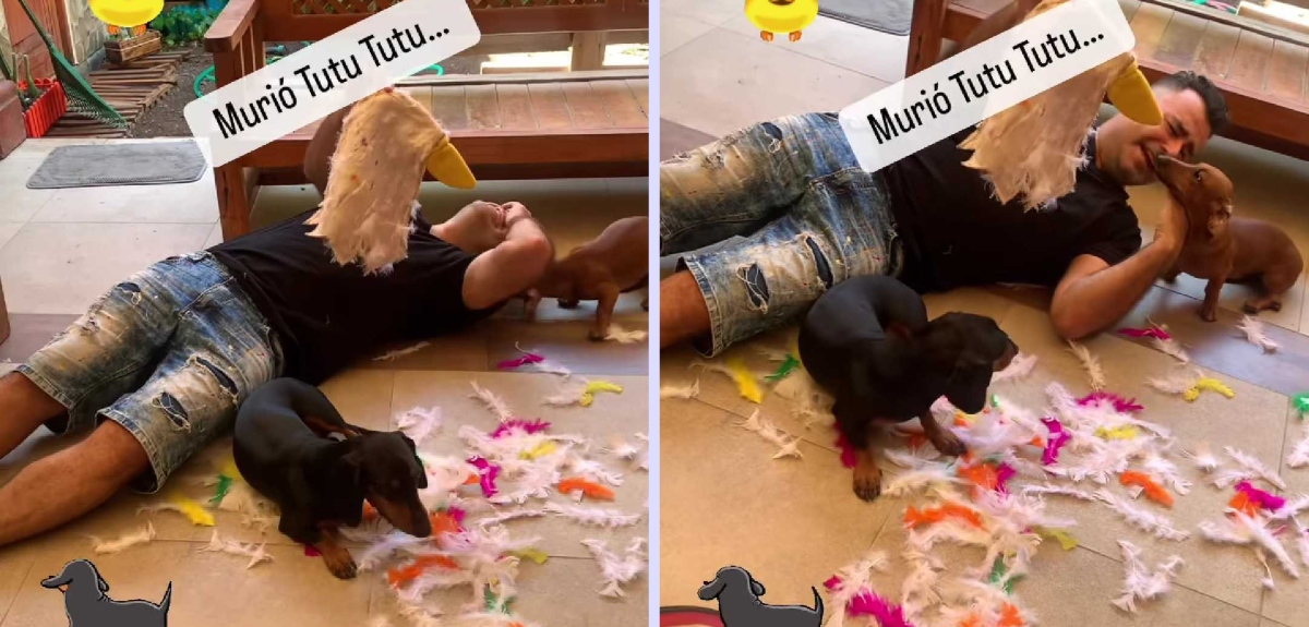 Kurt Carrera mostró la desastrosa travesura de sus perros salchicha: 