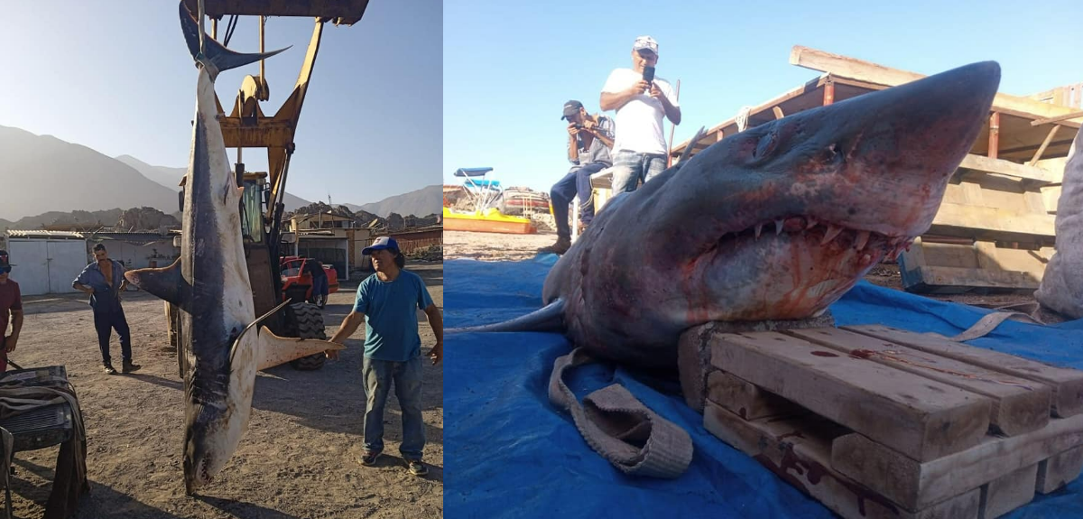 Pescadores encuentran tiburón de más de 3 metros y casi 250 kilos varado en caleta de Tocopilla