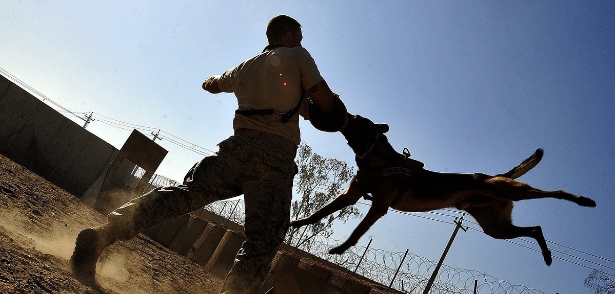 Agredió con martillo a su pareja y fue denunciado por VIF: soltó 10 pitbulls contra carabineros