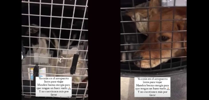 mascotas Maura aeropuerto