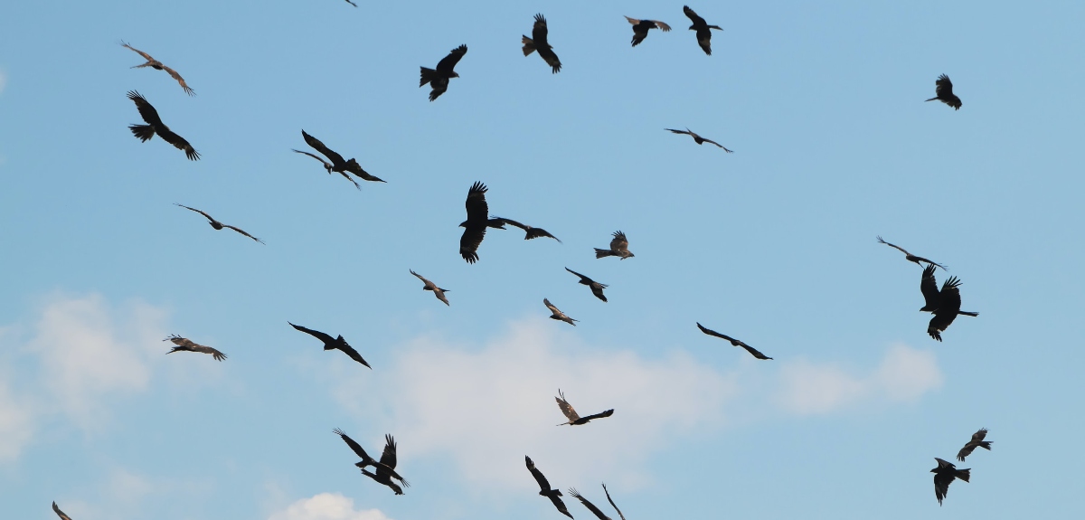 Aeropuerto de Santiago suspendió aterrizajes por bandada de pájaros: desviaron dos vuelos a Mendoza