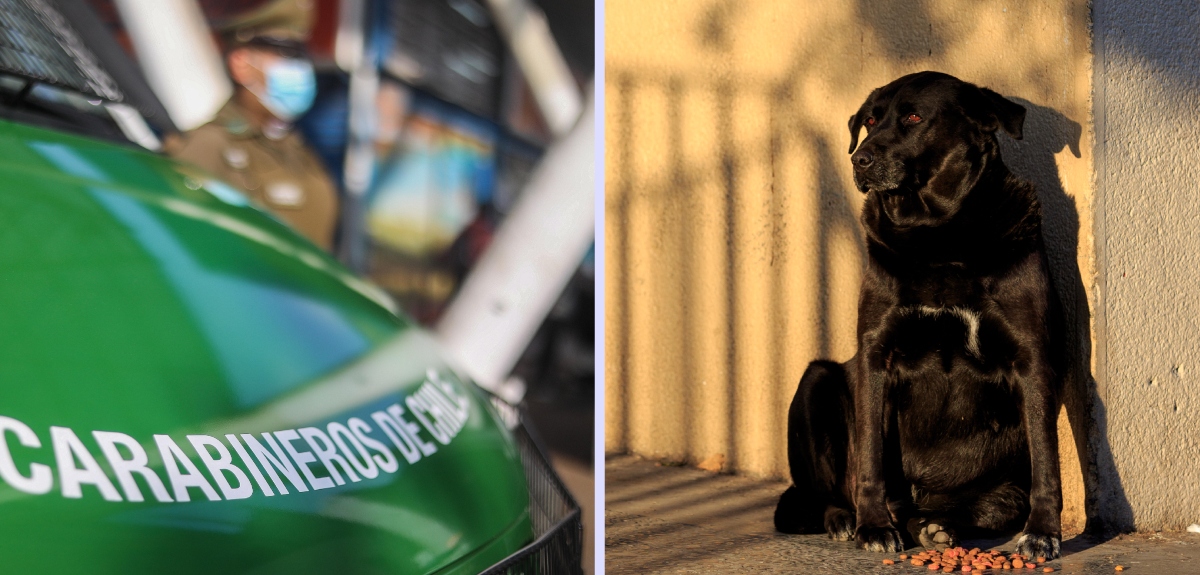 Carabinero mató a un perro fuera de Cesfam en San Pedro de La Paz: le disparó tras confuso incidente