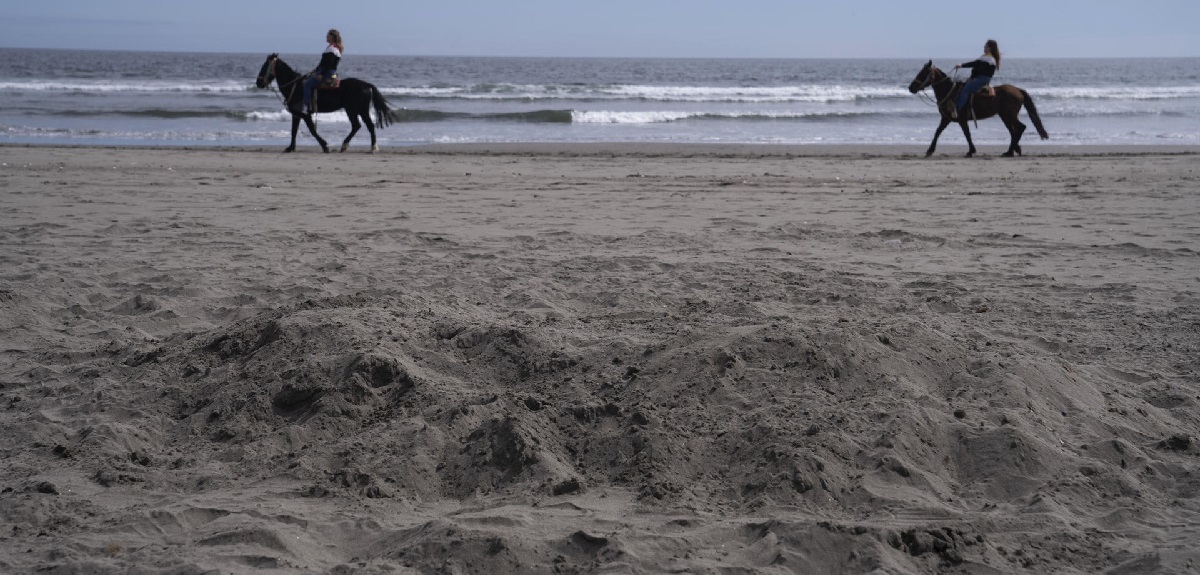 Conflicto por mal procedimiento tras muerte de lobo marino en Concón: lo taparon con arena
