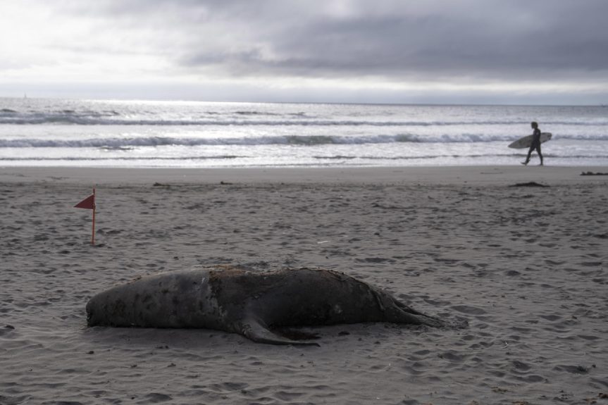 conflicto entierro lobo marino arena
