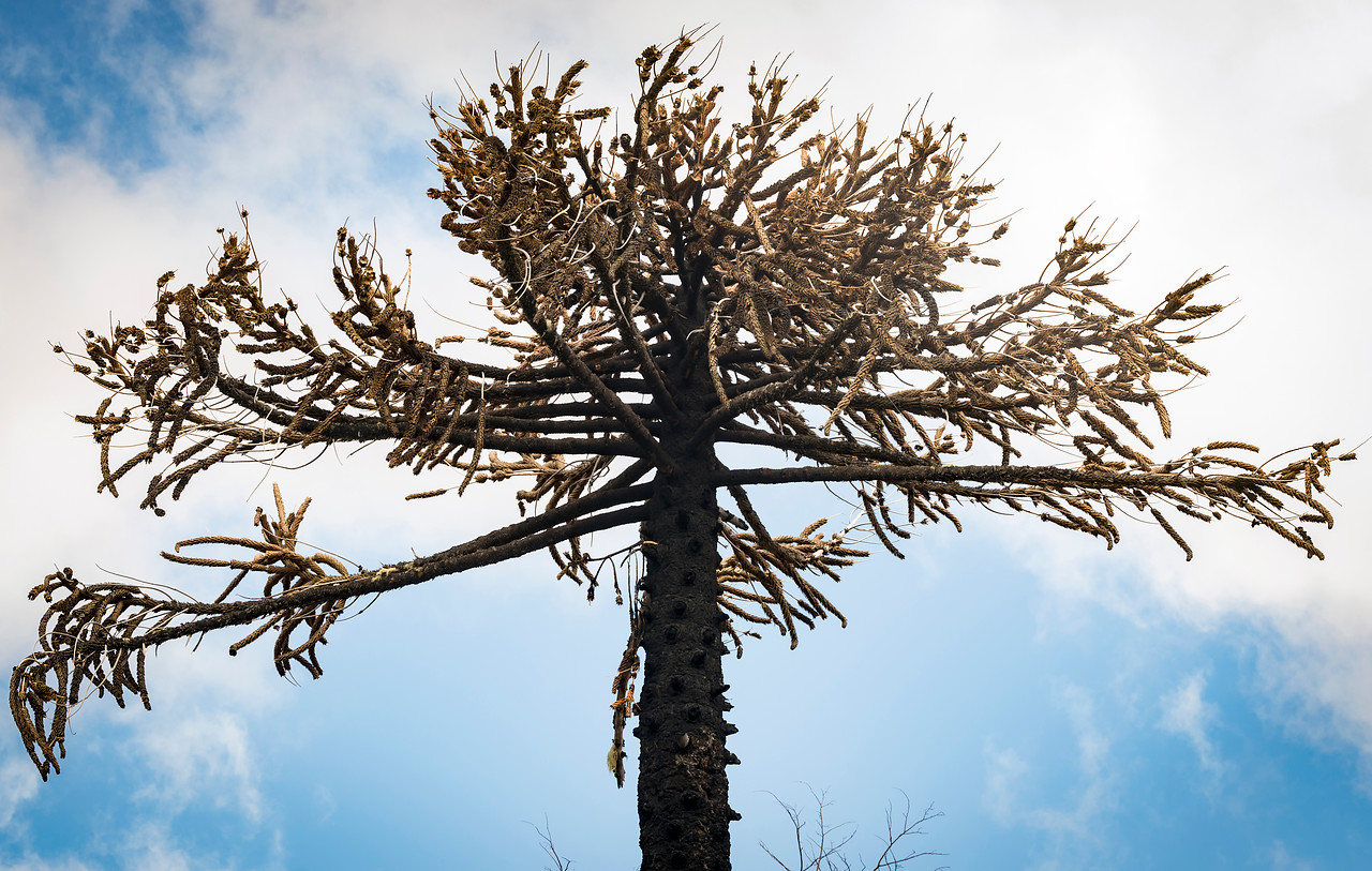 La millonaria multa que deberá pagar Mininco por dañar 134 araucarias en Curanilahue