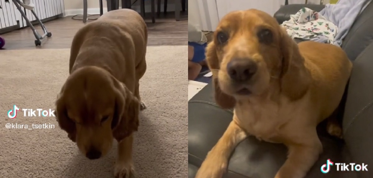 Mujer no quiso abandonar a su perro, aunque mordió a su hija de 3 años: decisión le costó críticas