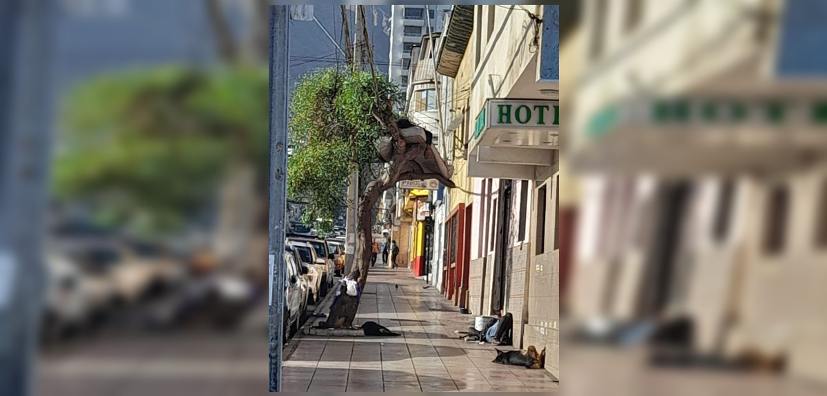 Insólita imagen en Antofagasta: registran a extranjero durmiendo en un colchón arriba de un árbol