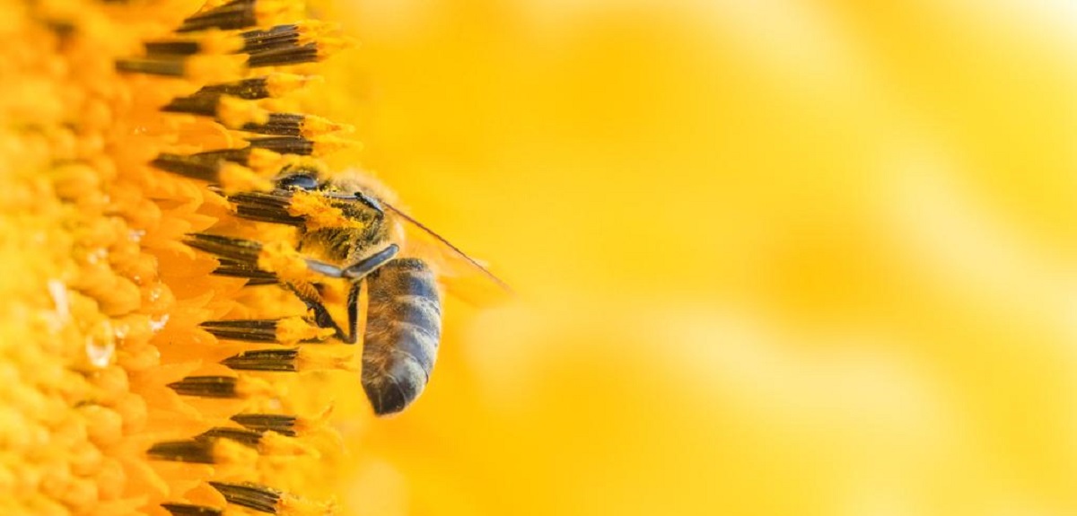 Día de las abejas: 7 datos que no sabías de los clásicos insectos recolectores de miel