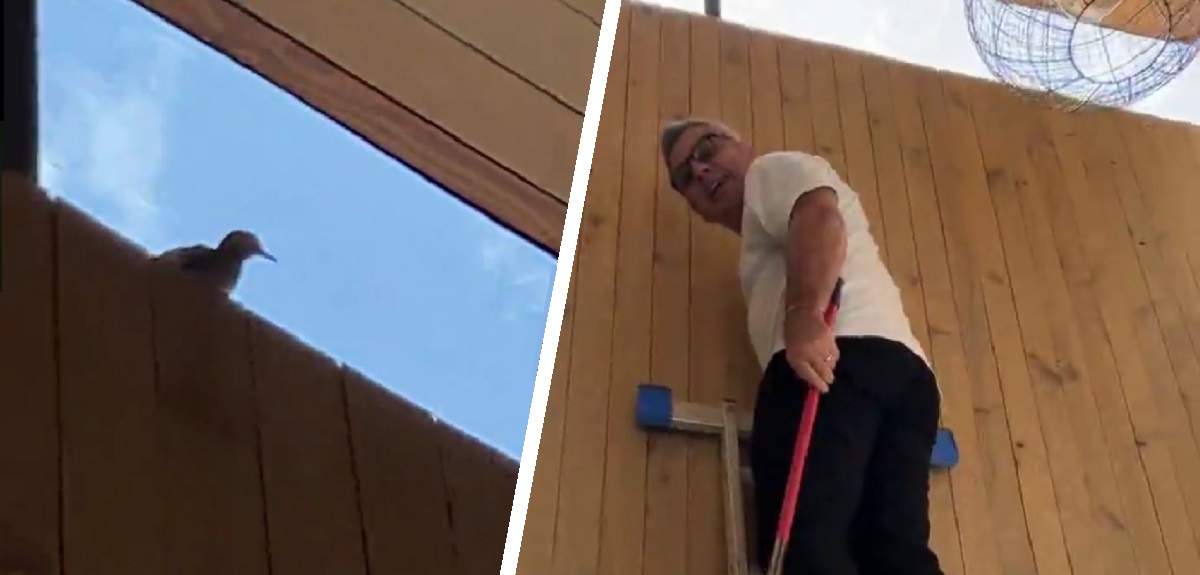 José Miguel Viñuela vivió hilarante chascarro tratando de sacar un pájaro que se metió a su casa