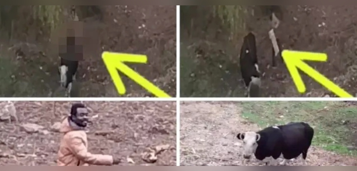 Hombre es grabado abusando sexualmente de vaca en Curicó: video se viralizó