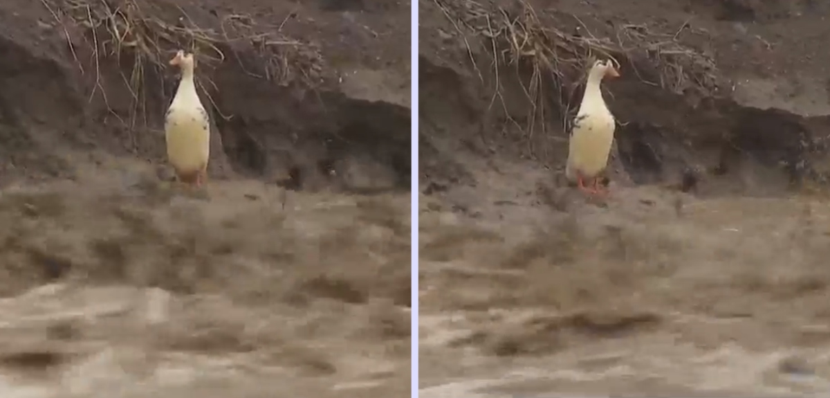 Televidentes criticaron imágenes de un pato atrapado el borde del río Maipo: 