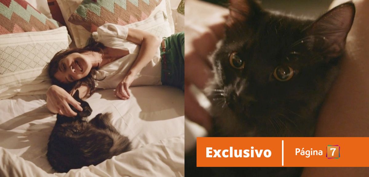 La historia de Atón, el gato que interpreta a 'Sami' y que conquistó a la audiencia de Generación 98