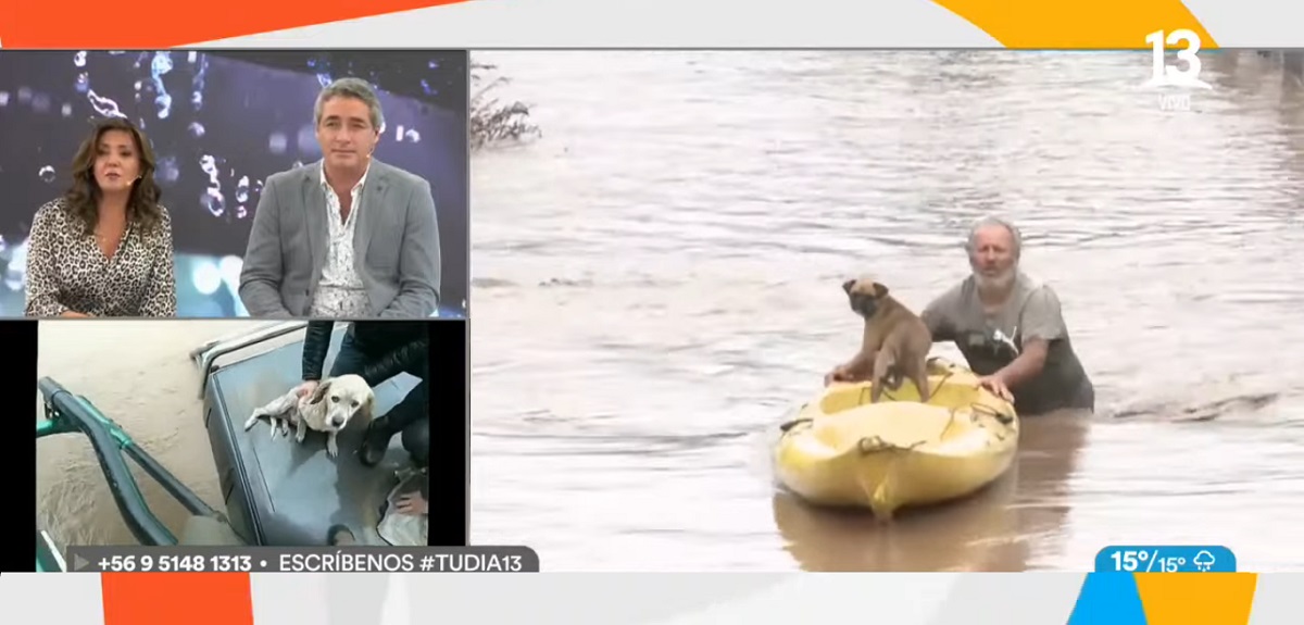 Hasta una yegua fina sangre: así se vivió el rescate de animales en Talagante tras desborde del río