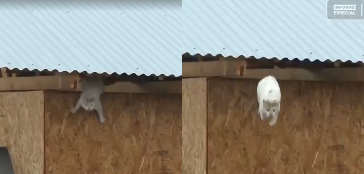 Captan en vivo a gato lanzándose al río Cachapoal: quedó atrapado durante sistema frontal