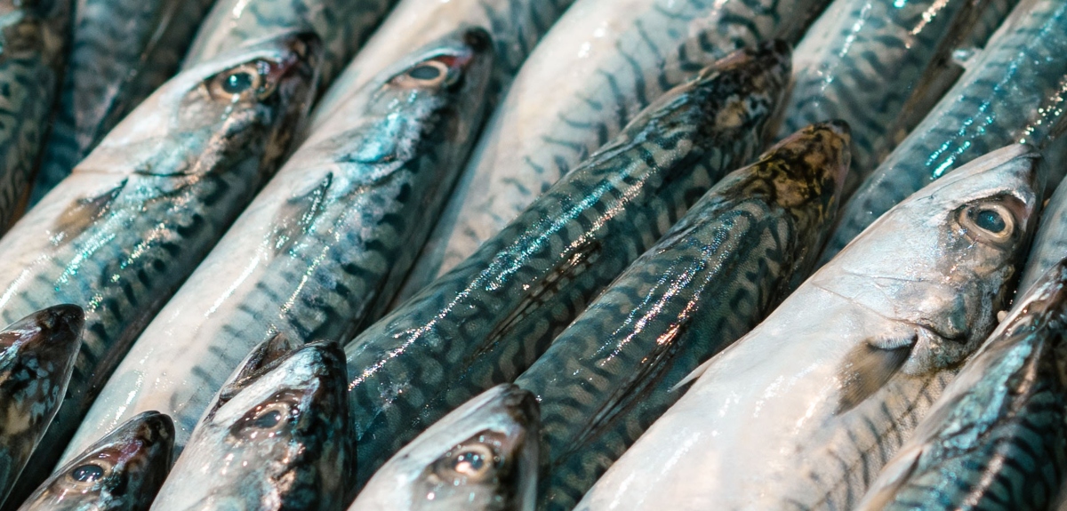 Conoce cuáles son los tres pescados que no deberías comprar en el supermercado