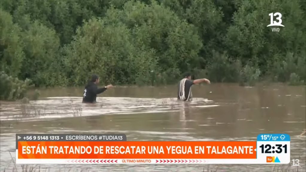 rescate animales en Talagante