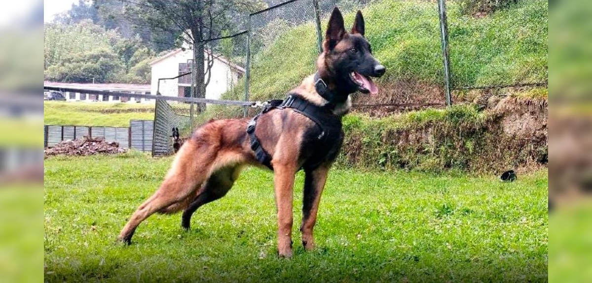 Así es la búsqueda de Wilson, perro perdido en la selva colombiana: colaboran 70 uniformados