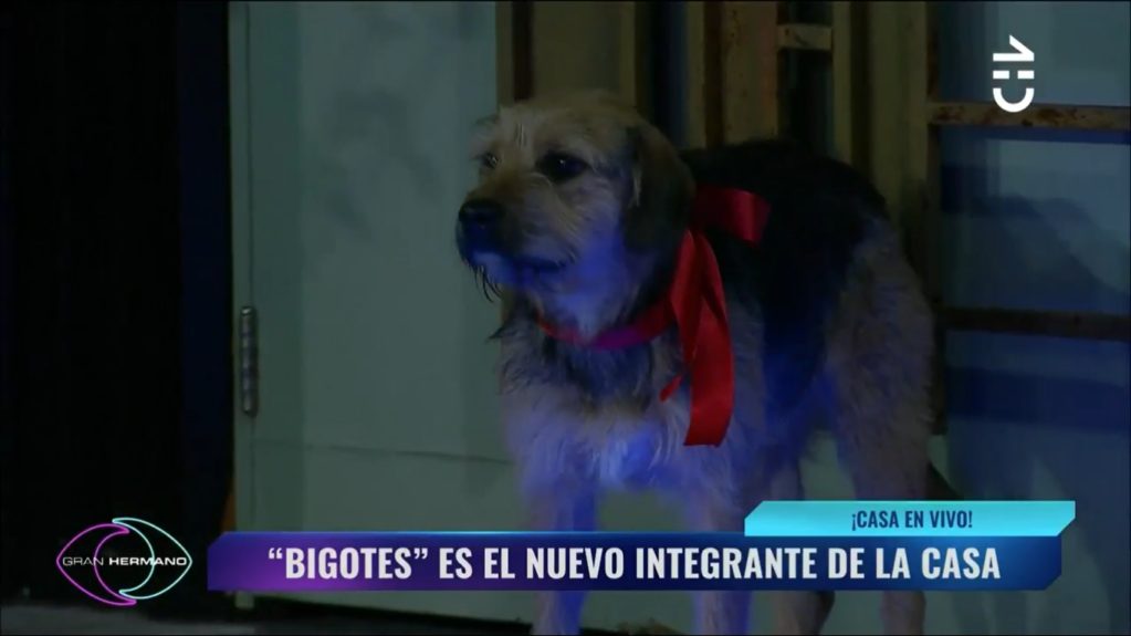 Bigotes, el perro de Gran Hermano