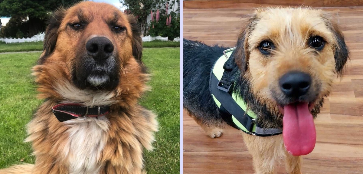 Perro presidencial Brownie 'pide' expulsión de participantes por maltrato a Bigote en Gran Hermano