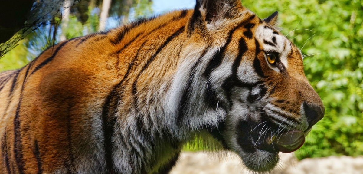 Atacado por tigre: adulto mayor está en riesgo vital tras ingresar a jaula en zoológico del Biobío
