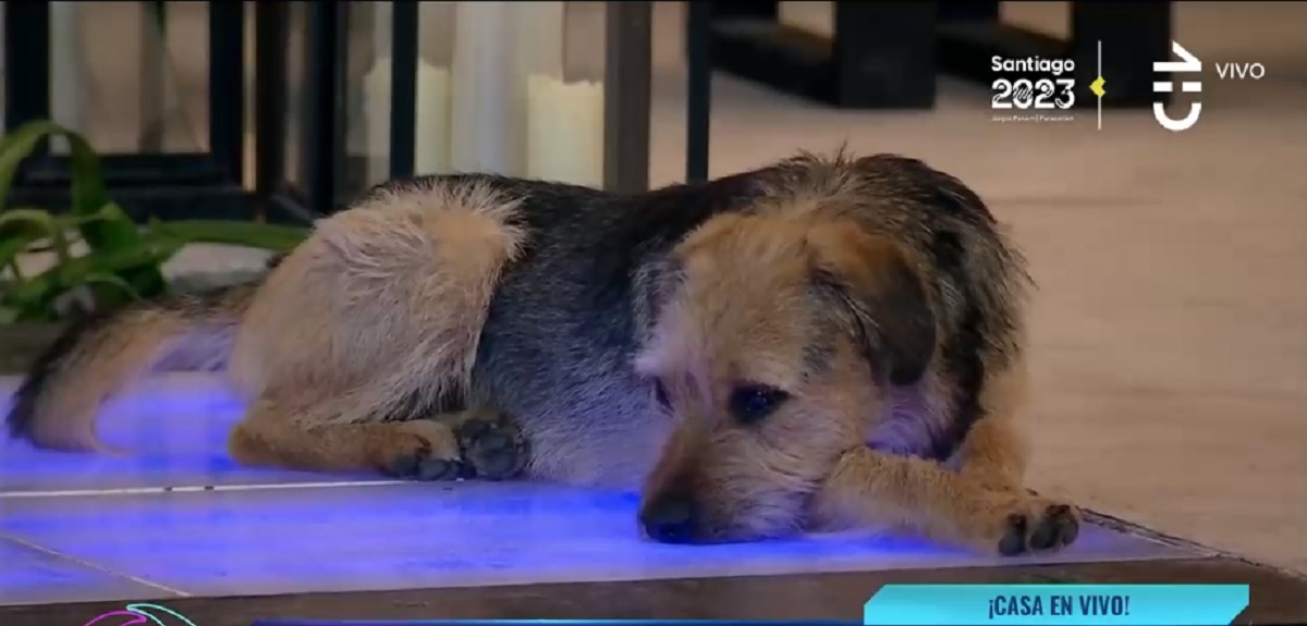 Comida premium y salida diaria: CHV responde por Bigote y detalla sus cuidados en Gran Hermano