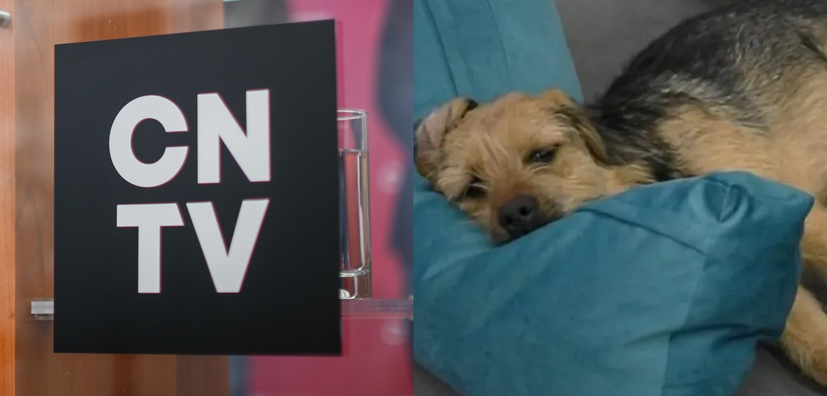 Gran Hermano acumula más de 1800 denuncias en CNTV por maltrato a Bigote