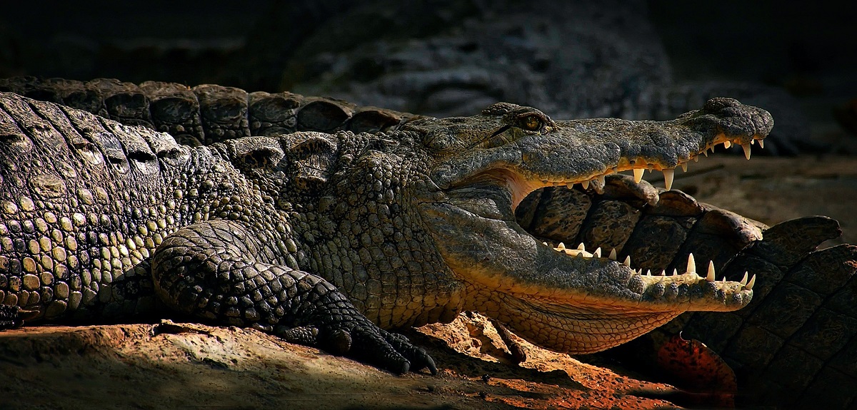 En EEUU: adulta mayor sacó a pasear a su perro y terminó muerta tras ser atacada por caimán