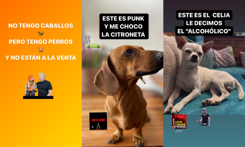 Mauricio Israel le responde a Vidal con fotos de sus mascotas.